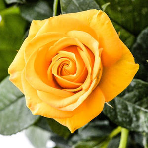 Meet your Posher, Oscar